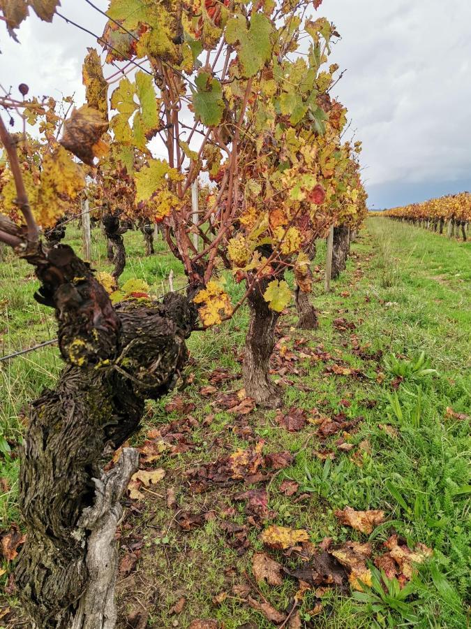 Gite " Suzon" A Peyroutas Vignonet St Emilion Zewnętrze zdjęcie